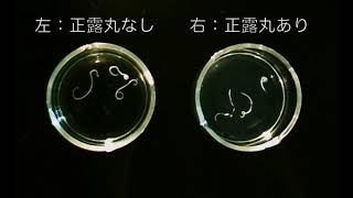 魚介類に寄生 アニサキス を飲めば大丈夫と言う関係者も Red Wave