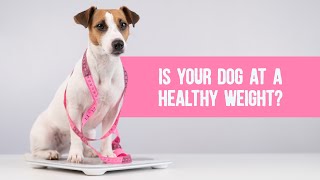 Is Your Dog at a Healthy Weight? – The Quick Knuckle Test