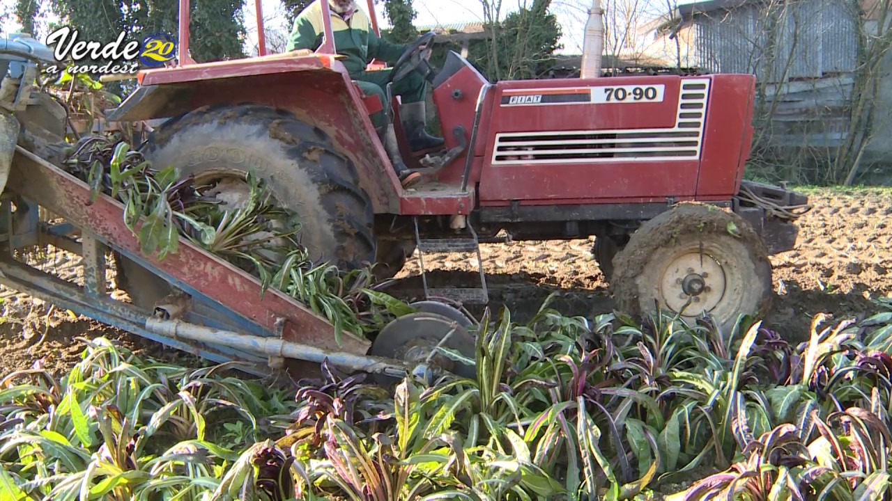 Andrea in azienda a radicchio