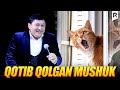 Avaz Oxun - Qotib qolgan Mushuk