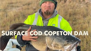 First Meter Cod At Copeton - Surface Hit