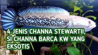 4 Jenis Ikan Channa Stewartii (Karbianglong, Arunachal, Himalaya, Kalikhola) Si Barca KW yg Eksotis