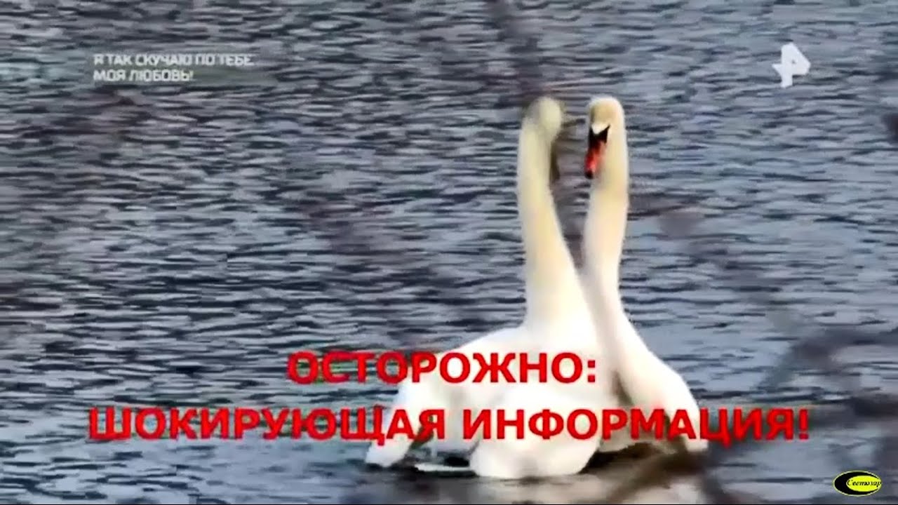 Лебединая верность - это миф - YouTube