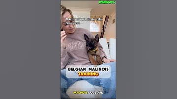 Training Belgian Malinois Dogs 🐕 Secrets to a Strong and Smart Dog #dog #k9 #malinois #dogtraining