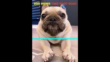 Who Does Time Warp Better? 🐶🐱#shorts #timewrap #trolledit #cat #dog #viral #fyp #tranding #phonk