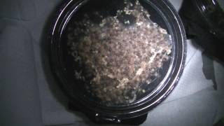 A Sternalis Proceso 04