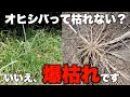 【オヒシバ】この除草剤を使えば簡単爆枯れ