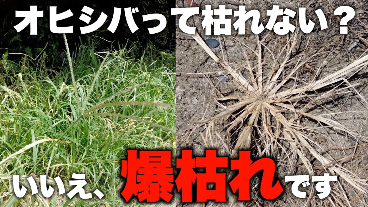 【オヒシバ】この除草剤を使えば簡単爆枯れ