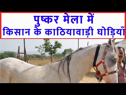 किसान के काठियावाड़ी घोड़ियाँ पुष्कर मेला बाज़ार 2023 Pushkar Horse Fair 2023 Horse Market Video @SANJEEVKUMARGUPTA