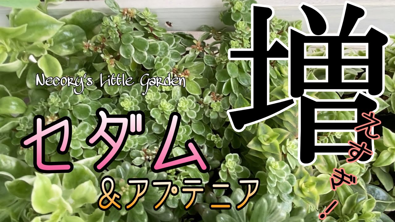 #11 【セダムとアプテニア】どんどん増える！楽しく増やそう♪/Let's increase it happily! Sedum and Aptenia♪