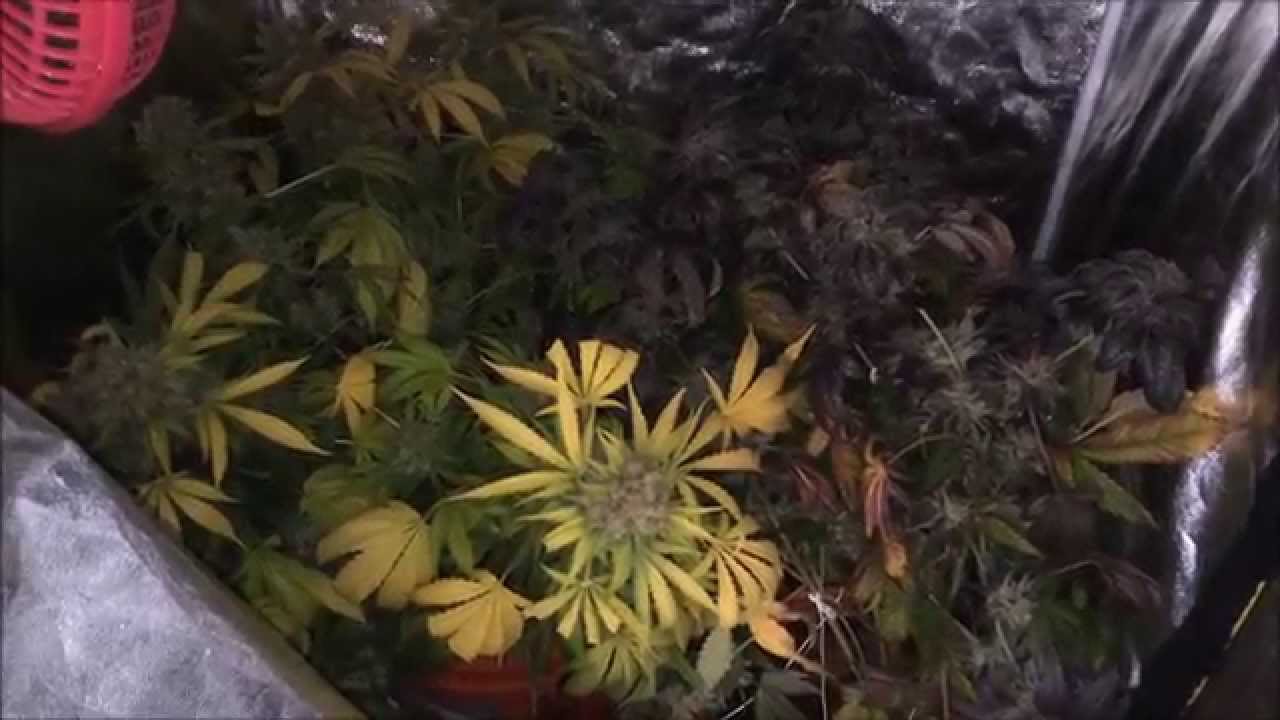 Final Grow Update Before Move - 5/30/14