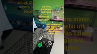 Mpus jalanan penghuni sudut skolah terkena flu di bawa ke Zhaza Clinic Pets #shorts #kucingrescue