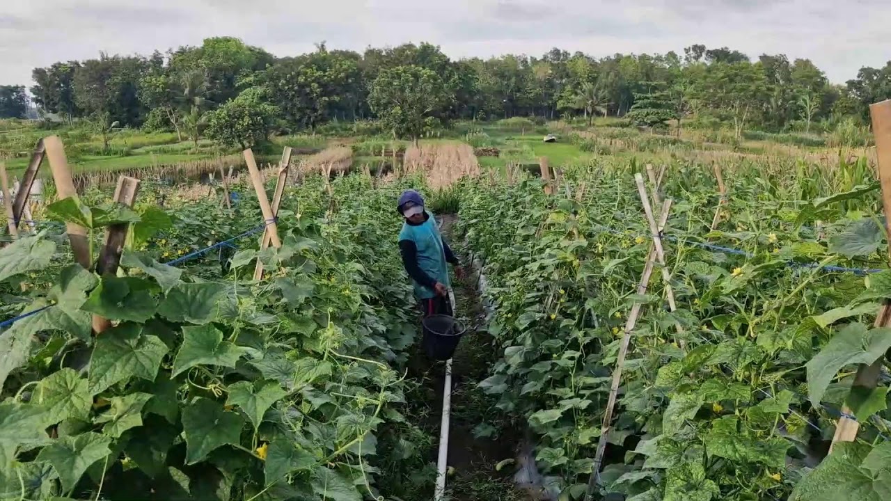 GENIUS FARMER’S HACK: HARVEST CUCUMBERS BY HAND WITHOUT TOOLS! - Agriculture Farming