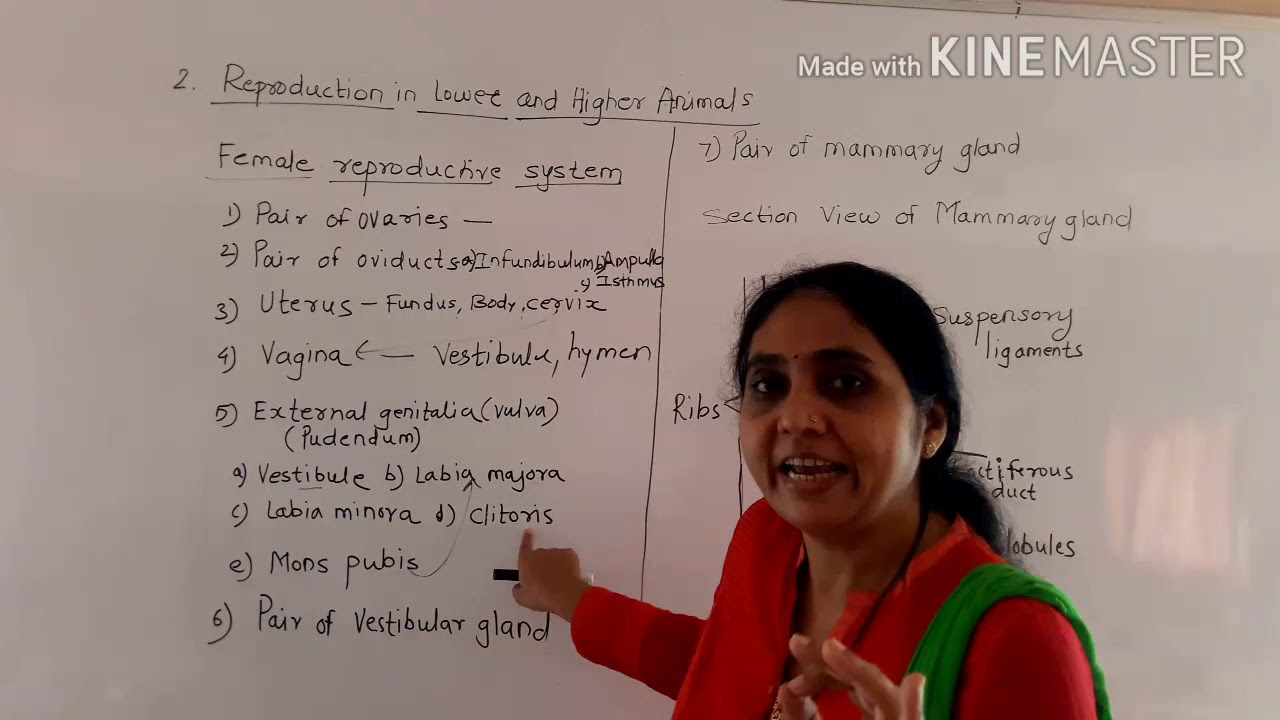 Reproduction In Lower And Higher Animals 2 YouTube