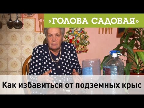 Видео: Как сохранить прохладу крыс в течение лета