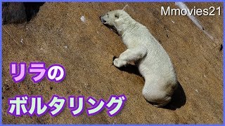 リラのボルタリング　穴を使って登ろうと頑張る　ホッキョクグマ親子
