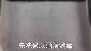 第一次瓶苗出瓶（西蕾莉蝴蝶蘭）2019\/08\/19