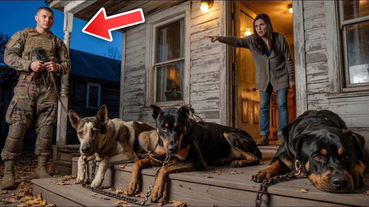 Ein Marine kehrte heim und fand seine 3 Hunde zitternd – was er sah, rührte ihn zu Tränen