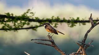 Dawn Serenity: Pantanal Swamp's Morning Chorus [No Copyright]