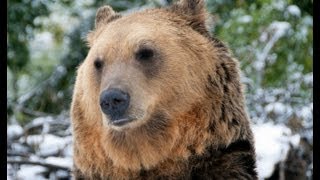 What To Do When A Bear Bluff Charges - Ask Another Bear