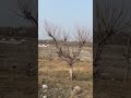Powerful Slingshot Hunting Amazing Bird Shot#HuntingLife #SlingshotKing #BirdShot #Viral #shorts