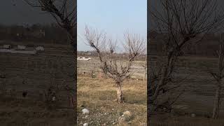 Powerful Slingshot Hunting Amazing Bird Shot#HuntingLife #SlingshotKing #BirdShot #Viral #shorts