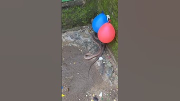 Unbelievable Snake Moment 🐍 | You Won’t Believe This! #shorts #snakes