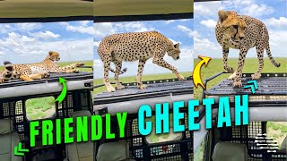Cheetah Hops on a Vehicle’s Roof