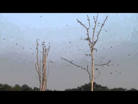 Tree Swallows (Tachycineta