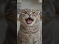 😹 My Cat Acts Like I Never Feed Her #funnycats #catshorts #shorts