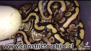 pitón bola fase firefly het clown x pastel het clown (python regius) en www.constrictorchile.cl