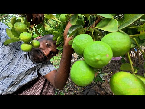 ASMR / FRESH LEMON and TREE  weird  TINGLES with SOUNDS,