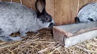 кролики полтавское серебро самая любимая порода кроликов