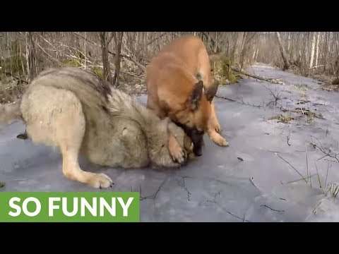Video: Pētnieki brīnums, ja suņi un vilki var iznomāt savus cilvēkus ar 