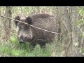 Kapitale Bache mit Frischlingen & Rudel Kahlwild | Mark Brandenburg im April 2016