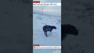 تجمد الحيوانات البريه في كزاخستان بعد وصول درجة الحراره الى50 تحت الصفر #اشترك