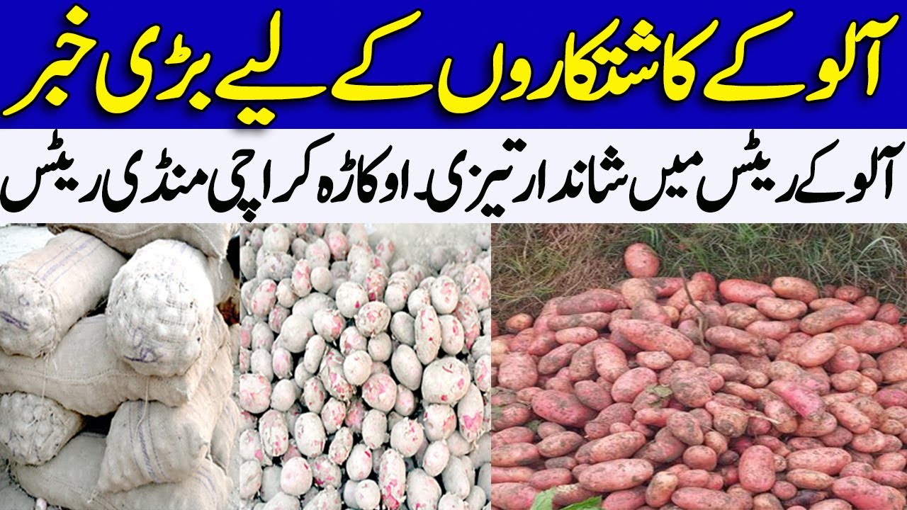 Today Potato Rates In Sabzi Mandi Okara ,Karachi آلو کے ریٹس 2023