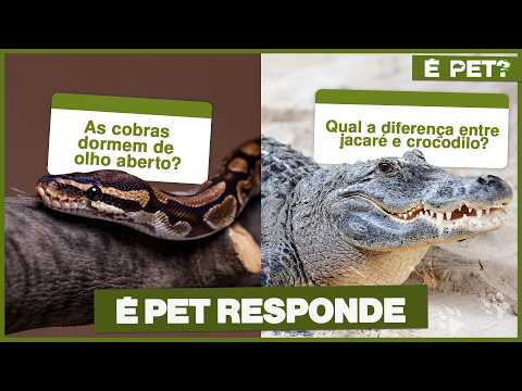 É PET with Danilo Sato: Alligator or crocodile? Discover the differences and other animal facts