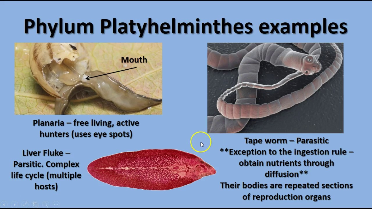 filos platyhelminthes și nematode