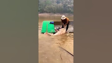 Người dân bắt được con cá tra dầu khổng lồ #sopvideo