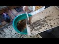 Для ветврачей: отбор зимнего подмора пчёл на анализ