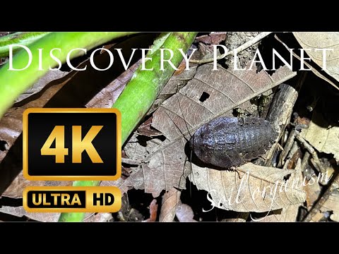 Forest Roach "Soil organisms that create forests" in North Kalimantan