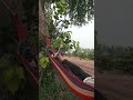 Hammock Relaxing And Checking Work At Farm Jhoola Amazing Farm Engineer Ka Bagh Nature Hammock Relaxing And Checking Work At Farm Jhoola Amazing Farm Engineer Ka Bagh Nature