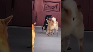 Why Dogs Are Funny 😂#fyp #viral #pets #dog #shorts #funny #funnyshorts #funnyvideo #fun #ytshorts