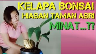 🔴Bonsai Kelapa G4ding Unik Bisa K4mu Miliki,,Shila Gokil Abis Vs Andre kupluk Punya Stocknya...