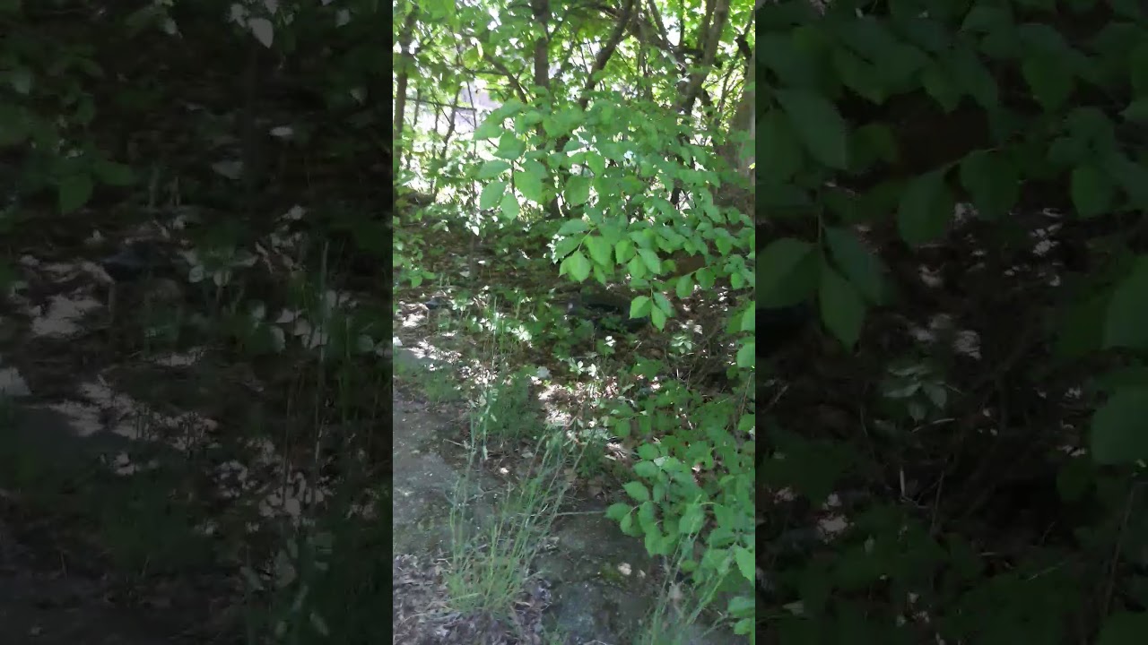 The Royal Davidic Line