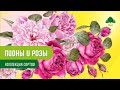 Пионы и розы Коллекция сортов