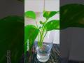 बोतल में मनीप्लांट उगाने के 5 सबसे आसान उपाय #shorts#moneyplant #maniplant#ytshorts