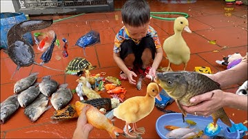 Kem Ốc Thỏ Vlog Tìm con cá sấu , con tôm , con cá vàng , con cua , cá beta , cá molly , cá rô phi