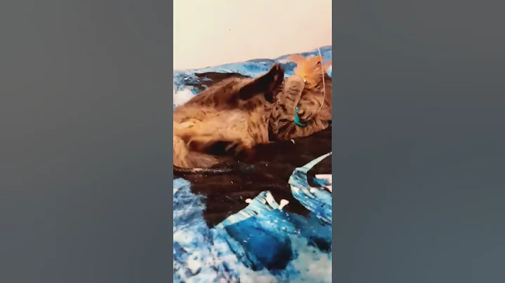 Video 9510691: funnycats pets catlover cats, cats kitten cutecat catlovers, pets funnycats catlover cute, catlover cutecat funnycatvideos, cats catlover cutecat funny, cats funnycatvideos kitten love, funnycats happy cats